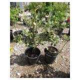 2) Variegated English Holly