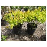 2) Variegated English Holly