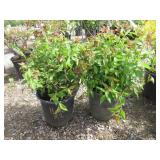 2) Dwarf Pink Bridalwreath Spirea