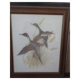 American Pintail by Charles E. Murphy