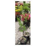 2) Cornelian Cherry Dogwood