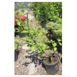 Cornelian Cherry Dogwood