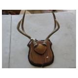 Mounted Antlers