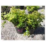 2) Patchy Sandra Ground Cover