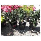 3) Ilex Blue Angel Holly