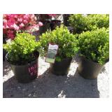 3) English Dwarf Boxwood