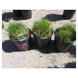 3) Tufted Hair Grass