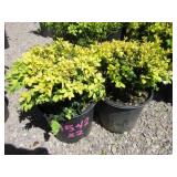 2) Buxus Wanford Page Boxwood