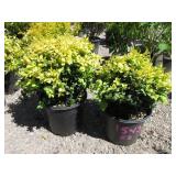 2) Buxus Wanford Page Boxwood