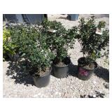 3) Ilex Blue Angel Holly