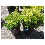 2) Pachy Sandra Ground Cover