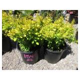 2) Berberis Golden Barberry