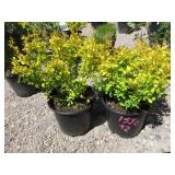 2) Berberis Golden Barberry