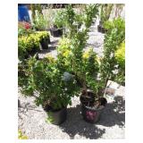 2) Red Prince Weigela