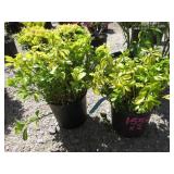 2) Pachy Sandra Ground Cover