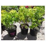 3) Golden Vicary Privet