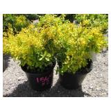 2) Berberis Golden Barberry