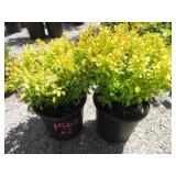 2) Berberis Golden Barberry