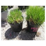 2) Tufted Hair Grass