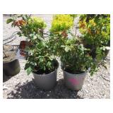 2) Top Gun Shrub Rose