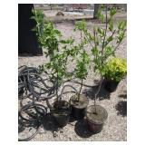 3) Cornelian Cherry Dogwood