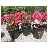 3) Azalea Girard Pink
