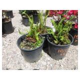 3) Western Sword Fern
