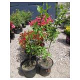 2) Cornelian Cherry Dogwood