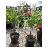 2) Cornelian Cherry Dogwood