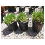 3) Tufted Hair Grass