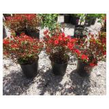 3) Azalea Fridoline