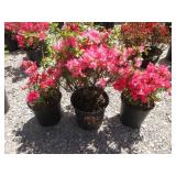 Azalea Girard Pink, Tradition