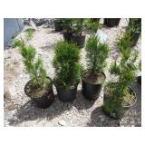 4) Emerald Green Arborvitae