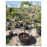 Pristine Apple Semi Dwarf