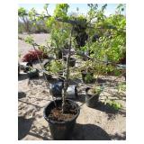 Pristine Apple Semi Dwarf