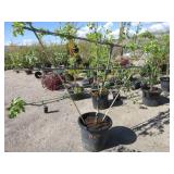 Liberty-Akane-Pristine Apple