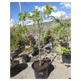 Pristine Apple Semi Dwarf