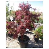 Garnet Japanese Maple