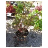 Lagerstromemia Bellini Raspberry