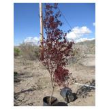 Fireglow Japanese Maple