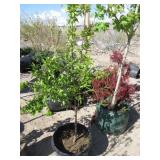 Candy Heart Plum / Cherry Cross