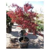 Garnet Japanese Maple