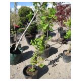 Moonlight Japanese Hydrangea Vine