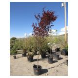 Fireglow Japanese Maple