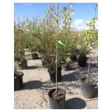 Chanticleer Flowering Pear Tree