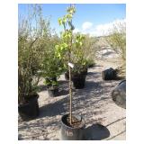 Chanticleer Flowering Pear Tree