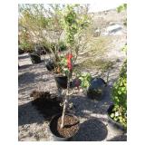 Scarlet Sentinel Columnar Apple