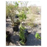 Moonlight Japanese Hydrangea Vine