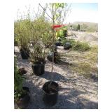 Chanticleer Flowering Pear Tree