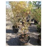 Butterfly Varigated Japanese Maple